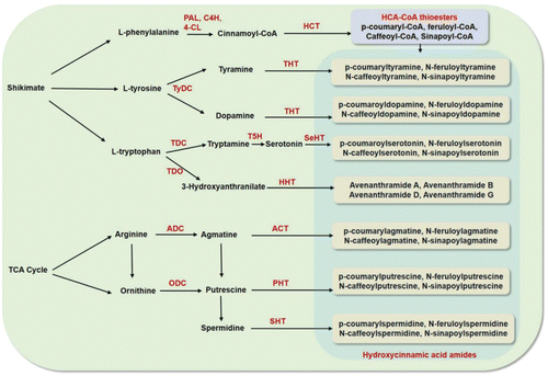 Figure 3. Proposed pathway of hydroxycinnamic acid amides biosynthesis by R genes. PAL, phenylalanine ammonia lyase; C4H, cinnamate 4-hydroxylase; 4-CL, 4-coumarate: CoA ligase; HCT, hydroxycinnamoyl transferase; TyDC, tyrosine decarboxylase; THT, tyramine hydroxycinnamoyl transferase; TDC, tryptophan decarboxylase; TDO, tryptophan 2,3-dioxygenase; T5H, tryptamine 5-hydroxylase; SeHT, Serotonin hydroxycinnamoyl transferase; HHT, hydroxyanthranilate hydroxycinnamoyl transferase; ADC, arginine decarboxylase; ACT, agmatine coumaroyl transferase; ODC, ornithine decarboxylase; PHT, putrescine hydroxycinnamoyl transferase; SHT, spermidine hydroxycinnamoyl transferase.