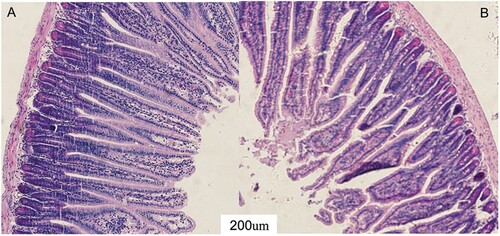 Figure 1. The effect of ZEA on the intestinal mucosal morphology of the jejunum in BALB/C mice. A: The jejunum of the CON group. B: The jejunum of the ZEA group.