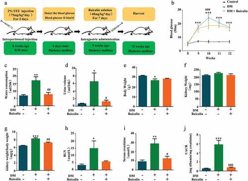 Figure 1. Mouse blood glucose levels and renal functions after STZ administration in the absence/presence of baicalin