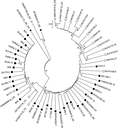 Fig. 1 Phylogenetic tree of gp160 sequences derived from HIV-1 B/B′ infections and other subtype reference strains.Hollow circles (○) represent B strains from China; solid circles (●) represent B′ strains from China; hollow squares (□) represent reference B strains from Thailand; solid squares (■) represent reference B strains from Europe and America; hollow triangles (△) represent reference B strains from China; solid triangles (▲) represent subtype 01_AE_CN strains from China; hollow diamonds (◊) represent reference 08BC strains from China; and solid diamonds (♦) represent reference 07BC strains from China. The numbers on the nodes are bootstrap values, which indicate branch support on the phylogenetic tree. Only bootstrap values >80% are shown