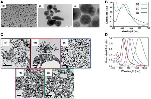 Figure 1 Effects of size on the plasmon band. (A) TEM images of SNPs of 10 (a), 20 (b), and 20–30 (c) nm. (B) UV-Vis spectra of the SNPs shown in (A). (C) TEM images of GNPs with aspect ratios of 2.4 (a), 2.7 (b), 3.6 (c), 4.4 (d), and 6.1 (e), scale bars are 150 nm. (D) UV-Vis spectra of the GNPs shown in (C). TEM images with their respective spectra were adapted with permission from: (A)(a) Adapted with permission from Liu P, Huang Z, Chen Z, et al. Silver nanoparticles: a novelradiation sensitizer for glioma? Nanoscale. 2013;5(23):11829. Copyright 2013, Royal Society of ChemistryCitation8; (A)(b) Adapted from Nakkala JR, Mata R, Raja K, Khub Chandra V, Sadras SR. Green synthesized silver nanoparticles: catalytic dye degradation,in vitro anticancer activity and in vivo toxicity in rats. Mat SciEng C. 2018;91:372–381.Copyright 2018, with permission from Elsevier.Citation9; (A)(c) Adapted from Khan I, Bahuguna A, Krishnan M, et al. The effect of biogenicmanufactured silver nanoparticles on human endothelial cells andzebrafish model. Sci Total Environ. 2019;679:365–377. Copyright 2019, with permission from ElsevierCitation10; and (C)(a-e) Adapted with permission from Hinman JG, Stork AJ, Varnell JA, Gewirth AA, Murphy CJ. Seedmediated growth of gold nanorods: towards nanorodmatryoshkas. Faraday Discuss. 2016;191:9–33. Copyright 2016, Royal Society of ChemistryCitation11 respectively.