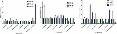 Figure 4. Expression levels of the candidate genes in leaf of flax after pasmo inoculation (A) represents Lus10003106, (B) represents Lus10022077, (C) represents Lus10021999.