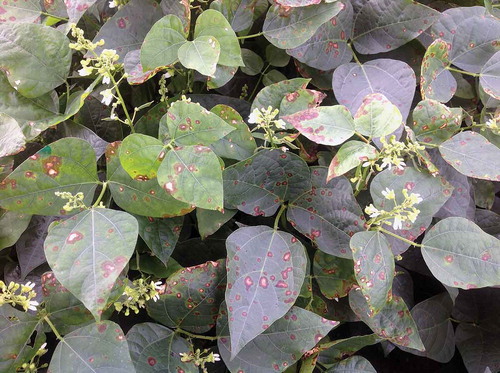 Fig. 1 (Colour online) Foliar disease symptoms caused by Didymella americana on processing baby lima bean plants in New York State, USA.