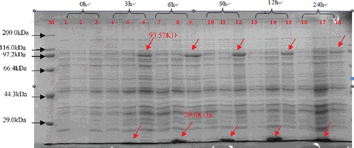 Figure 3. SDS-PAGE analysis of the expressed product of pET-ClZE 0 to 24 h after induction with IPTG. M: protein marker ladder (Premixed Protein Marker (Broad), Takara, Dalian, China); Lanes 1, 4, 7, 10, 13, 16: BL21 (DE3) pLysS; Lanes 2, 5, 8, 11, 14, 17: pET-32a (+); Lanes 3, 6, 9, 12, 15 and 18: pET-ClZE.