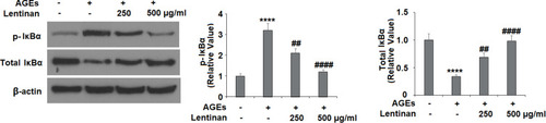 Figure 7 Lentinan inhibited AGE-induced phosphorylation and degradation of IκBα. Cells were stimulated with 100 μg/mL AGEs with or without lentinan (250 and 500 µg/mL) for 2 h. Phosphorylated and total levels of IκBα were measured by Western blot analysis (****, P<0.0001 vs vehicle group; ##, ####, P<0.01, 0.0001 vs AGEs treatment group, n=4-5).