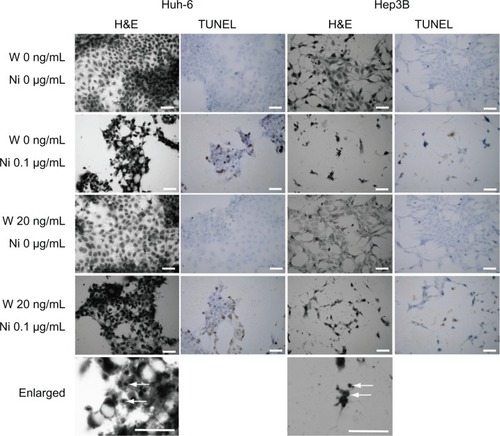 Figure 2 H&E staining and TUNEL staining. Huh-6 and Hep3B cells were subjected to H&E and TUNEL staining. While no change was seen in cells cultured without niclosamide cells, those treated with 0.1 μM niclosamide were damaged and had pyknotic nuclei (enlarged, white arrows).