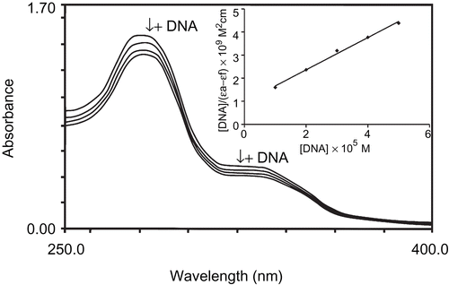 Figure 5.  Electronic absorption spectra of [Cu(SPF)(A1)Cl].5H2O in phosphate buffer (Na2HPO4/NaH2PO4, pH 7.2) in the absence and presence of increasing amount of DNA. The [Cu] complex = 10 μM; [DNA] = 0–150 μM. The incubation period is 30 min at 37°C. Inset: Plot of [DNA]/(ϵa– ϵf) vs. [DNA]. Arrow shows the absorbance change upon increasing DNA concentrations.