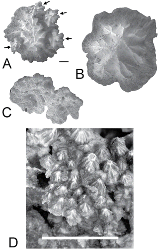 FIGURE 5. Oropharyngeal denticles in Tribodus limae. A–C, individual denticles picked from the oropharynx of AMNH FF13957. A, polyodontode denticle with four small denticles accreted to the margins of a larger one, apical view. B, single large monodontode denticle, apical view. C, two monodontode denticles with fused basal plates, basal view. D, monodontode and polyodontode oropharyngeal denticles in situ on branchial cartilages of AMNH FF13959. Scale bars equal 200 μm (A–C) and 2 mm (D).