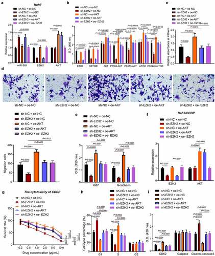 Figure 7. EZH2 promotes HCC cell proliferation, migration and chemoresistance by regulating the miR-381/SETDB1/AKT axis. a, EZH2 and AKT expression in Huh7 cells of each group were determined by RT-qPCR. b, EZH2, SETDB1, AKT, mTOR, PT308-AKT, PS2448-mTOR and PS473-AKT expression in Huh7 cells determined by ELISA. c, Huh7 cell proliferation rates determined by MTT. d, Huh7 cell migration capacity determined by Transwell assay (× 200). e, expression of proliferation and migration related factors in Huh7 cells determined by ELISA. F, EZH2 and AKT expression in Huh7/CDDP cells determined by RT-qPCR. g, CDDP sensitivity determined by MTT. h, Huh7/CDDP cell cycle distribution determined by flow cytometry. i, expression of cell cycle and apoptosis related factors in Huh7/CDDP cells determined by ELISA. * p < 0.05, compared to sh-NC + oe-NC; # p < 0.05, compared to sh-EZH2 + oe-NC. The cell experiment was repeated three times.