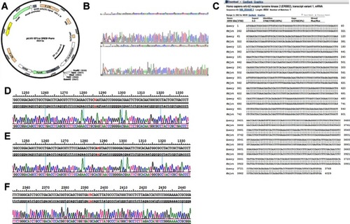 Figure S1 The construction and identification of HER2 Q429R, HER2 Q429H and HER2 T798M. (A) Circular map of plasmid pLVX-EF1α-IRES-Puro. (B) The sequencing of plasmid vector. (C) The comparison of gene sequence in the recombinantplasmidHER2 WT and the sequence of Homo sapiens erb-b2 receptor tyrosine kinase 2 (ERBB2) in NCBI. (D) The comparison of gene sequence in the recombinantplasmidHER2 Q429R and Her2. (E) The comparison of gene sequence in the recombinantplasmidHER2 Q429H and HER2. (F) The comparison of gene sequence in the recombinantplasmidHER2 T798M and HER2.