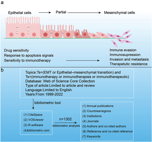 Figure 1. Potential molecular mechanisms of EMT involving in immunotherapy (a). Procedure of data research and collection (b).