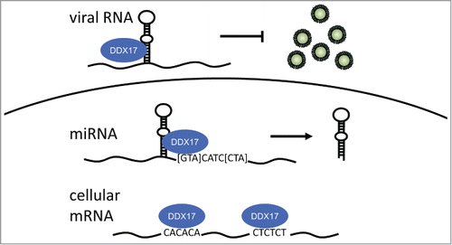 Figure 1. DDX17 recognizes both primary sequence elements and secondary structures of RNAs. CLIP-seq analysis of DDX17-bound RNAs revealed that DDX17 recognizes mature cellular mRNAs enriched for CA- and CT-repeat elements. DDX17 is a member of the Microprocessor complex and facilitates pri-miRNA processing, but not through these repeat elements. Rather, DDX17 is localized to the stem region and cooperates with a previously described [GTA]CATC[CTA] element, and together may determine DDX17 binding to miRNAs. In the cytoplasm, DDX17 binds to viral RNAs by recognizing structured regions such as the intergenic stem loop on the RVFV S genomic RNA to inhibit viral RNA replication.