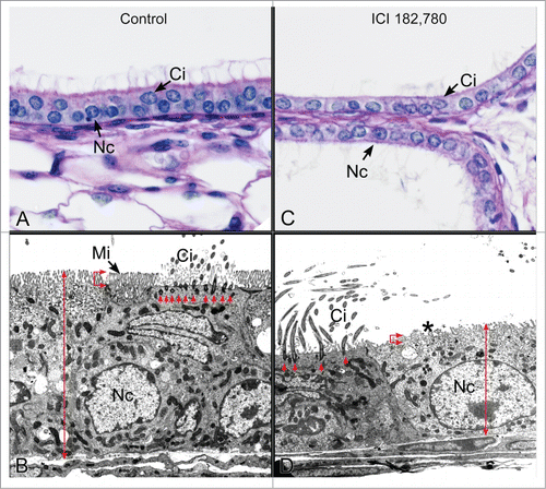 Figure 6. Efferent ductules from control and antiestrogen ICI 182,780 treated mice. (A) Light microscopy of the control proximal efferent ductule epithelium. Nc, nonciliated cell; Ci, ciliated cell. (B) Transmission electron microscopy of the control proximal efferent ductule epithelium. The nonciliated cell (Nc) has a short columnar height (double red arrow) and a prominent brush border of microvilli (Mi). The ciliated cell (Ci) has an abundance of basal bodies (red arrows) supporting the ciliary structures that protrude into the lumen. (C) Light microscopy of the ICI-treated proximal efferent ductule epithelium. The epithelium is shorter than normal and nonciliated cells (Nc) have a scant cytoplasm compared to the control. Ci, ciliated cell. (D) Transmission electron microscopy of the ICI-treated proximal efferent ductule epithelium. The nonciliated cell (Nc) is shorter in height (double red arrow) and is missing the normal finger-like projections of the microvillus border (*). The number of basal bodies (red arrows) supporting cilia (Ci) is greatly reduced.