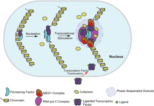 Figure 1. Nucleation and growth of TF condensates on enhancers: in absence of transcriptional stimuli, the pioneering factors with least critical concentration nucleate condensate by binding on their cognate-binding site at enhancers. Upon stimulation, transcription factors are recruited at these condensates which intern recruit cofactors, mediator and polymerase complexes. These proteins exhibit low and high affinity interactions by the virtue of their IDRs and activation domain. An active transcription complex triggers RNA expression which in turn enhances the valency of complex by many folds resulting in highly crosslinked complex forming TF condensates.