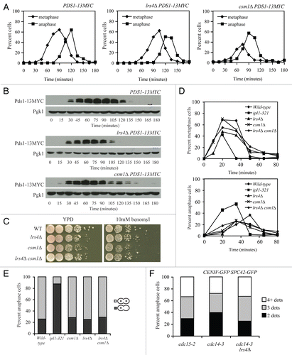 Figure 6 Spindle integrity is not defective in cells lacking LRS4 or CSM1. (A and B) Wild-type (A17064), lrs4Δ (A17061) and csm1Δ (A17063) cells were arrested in G1 using α-factor pheromone (5 µg/ml) and released into medium lacking the pheromone at 25°C. Samples were taken at the indicated times to determine the percent of cells in metaphase (diamonds; A) and anaphase (squares; A) and Pds1-9MYC levels (B). Pgk1 was used as a loading control in (B). (C) Wild-type (A2587), lrs4Δ (A13986), csm1Δ (A8623) and lrs4Δ csm1Δ (A18120) cells were spotted using 10-fold serial dilutions on YPD plates (YEP + 2% glucose) and YPD plates containing 5 µg/ml benomyl. (D and E) Wild-type (A5244; diamonds), ipl1-321 (A16485; squares), lrs4Δ (A15911; triangles), csm1Δ (A24385; exes) and lrs4Δ csm1Δ (A24386; circles) cells all carrying GFP dots at CENIV were arrested in G1 using α-factor pheromone (5 µg/ml) and released into medium containing 15 µg/ml nocodazole. After 80 minutes, cells were washed with YEP D containing 1% DMSO and released into YEP D medium containing 1% DMSO. Samples were taken at the indicated times to determine the percentage of cells in metaphase and anaphase (D) and the percent of anaphase cells in which both GFP dots segregated to the same pole (dark grey bars). (E) 200 cells were counted per time-point in (D) and per strain in (E). (F) cdc15-2 (A23341), cdc14-3 (A16736) and cdc14-3 lrs4Δ (A23340) cells carrying and Spc42-GFP fusion and CENIV GFP dots were arrested in G1 using α-factor (5 µg/ml) and released into medium lacking the pheromone at 37°C. At 240 minutes, the percent of cells with two (indicative of each CENIV region being tightly associated with SPB), three (indicative of only one CENIV region being tightly associated with SPB) or four (indicative of neither CENIV region being tightly associated with SPB) GFP foci was determined in anaphase cells 200 cells were counted per strain.