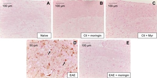 Figure 4 Moringin modulates cleaved caspase-9 expression in EAE.