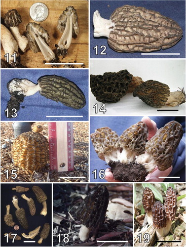 Figs. 11–19 Morchella species. 11. M. populiphila HOLOTYPE F 03240401, Mel-5. 12. M. sextelata HOLOTYPE F 07130403, Mel-6. 13. M. septimelata HOLOTYPE F 06150404, Mel-7. 14. M. capitata HOLOTYPE F 08070406, Mel-9. 15. M. importuna HOLOTYPE F 04130401, Mel-10. 16. M. snyderi F 05140401, Mel-12. 17. M. angusticeps EPITYPE F 04090601, Mel-15. 18. M. brunnea F 04100401, Mel-22. 19. M. septentrionalis F 05110306, Mel-24. Bars = 5 cm. Mel numbers refer to the phylogenetic species reported in CitationO'Donnell et al. (2011).