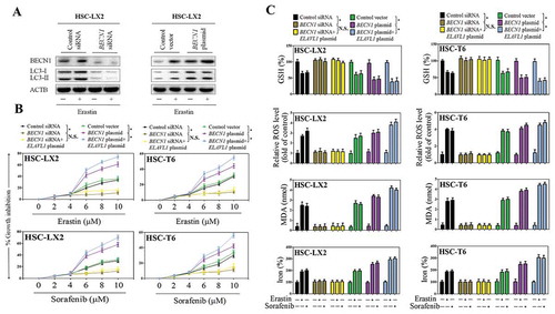 Figure 4. Disruption of autophagy by BECN1 siRNA impairs ELAVL1-enhanced ferroptosis. The indicated HSC cells were stably transfected with BECN1 siRNA or BECN1 plasmid, and then were treated with erastin (10 μM) for 24 h. (a) BECN1 and LC3-I/II protein expression was determined by western blot analysis. The indicated HSC cells were stably transfected with BECN1 siRNA, BECN1 plasmid, BECN1 siRNA+ ELAVL1 plasmid, or BECN1 plasmid+ ELAVL1 plasmid, and then were treated with erastin (0–10 μM) or sorafenib (0–10 μM) for 24 h. (b) Cell viability was assayed (n = 3 in every group, *, p < 0.05, N.S., not significant). (c) GSH, ROS, MDA, and iron levels were assayed (n = 3 in every group, *, p < 0.05, N.S., not significant).