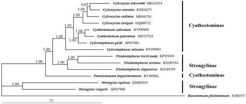 Figure 1. Phylogenetic relationships of Cylicocylus ashworthi and other 13 species Strongylidae nematodes based on concatenated amino acid sequences of 12 protein-coding genes were analyzed with Bayesian inference (BI) method.