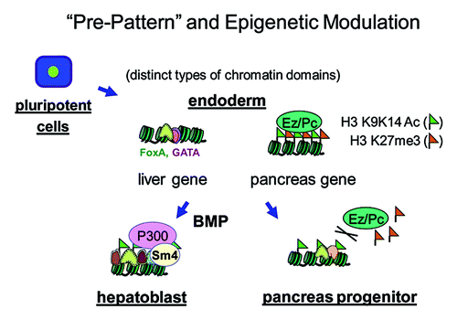 Figure 1. Chromatin “pre-pattern” and epigenetic modulation during liver and pancreas specification. In undifferentiated endoderm cells, the poised liver and pancreas regulatory elements have distinct chromatin “pre-patterns.” The pioneer factors of FoxA and GATA4/6 occupy liver regulatory elements, which have low or undetectable levels of the positive (H3K9acK14ac) and negative (H3K27me3) chromatin marks. By contrast, the pancreas regulatory elements of the Pdx1 gene, except for area IV, contain both marks. BMP signaling induces SMAD4 to recruit P300 to the liver elements, stimulating histone acetylation there and promoting liver specification. During this period, EZH2 restricts the specification of pancreas progenitors.
