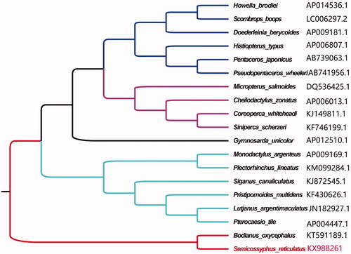 Figure 1. Phylogenetic tree based on the complete mitochondrial genome sequences was constructed using maximum likelihood analyses, all nodes supported with high posterior probabilities (>0.90). The other mitochondrial genome sequences used in phylogenetic analyses were derived from GenBank.