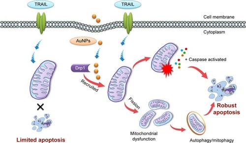 Figure 10 Schematic representation of the putative mechanism by which AuNPs potentiate the response of NSCLC cells to TRAIL.Notes: TRAIL combined with AuNPs promotes apoptotic response by Drp1-mediated mitochondrial fragmentation. Excessive mitochondrial fragmentation might trigger an autophagic response. Apoptosis and autophagy are two synergic cellular mechanisms, which lead to enhanced TRAIL sensitivity mediated by AuNPs in NSCLC cells.Abbreviations: AuNPs, gold nanoparticles; Drp1, dynamin-related protein 1; NSCLC, non-small-cell lung cancer; TRAIL, tumor necrosis factor-related apoptosis-inducing ligand.