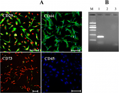 Figure 4. Expression of rbMSC markers in serum-free condition. (A) Immunocytochemical analysis of CD29 (green), CD44 (green), and CD73 (red) expression in rbMSCs cultured in serum-free condition at P1. Hoechst (blue) and PI (red) were stained for cell nuclei. (B) RT-PCR analysis for CD34 (lane 2), CD166 (lane 3), and GAPDH (lane 1). The absence of amplicon in lanes 2 and 3 denoted that these genes were not expressed. M indicates the DNA marker. Scale bars: 200 µm.