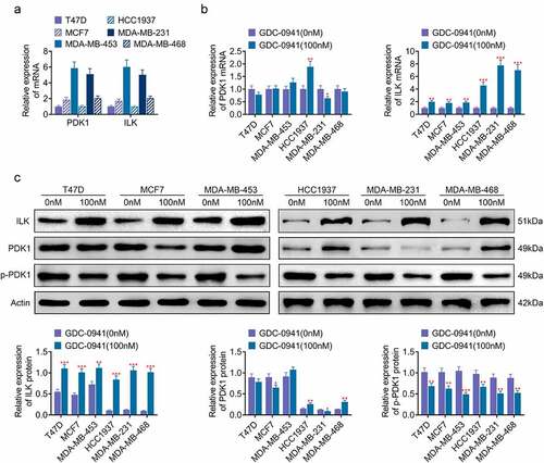 Figure 2. GDC-0941 promoted the expression of ILK and had little effect on the expression of PDK1. (a) The ILK and PDK1 expressions were detected in HCC1937, MCF7, MDA-MB-231, MDA-MB-453, MDA-MB-468, and T47D cells using qPCR. (b) The mRNA level of ILK and PDK1 was detected in cells treated by GDC-0941 using qPCR. (c) The protein level of ILK, p-PDK1, and PDK1 was detected in cells treated by GDC-0941 using western blotting assay. * p < 0.05; ** p < 0.01; *** p < 0.001.