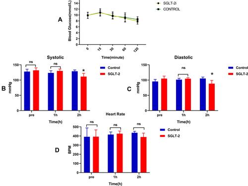 Figure 1 (A) Analysis of blood glucose in mice 2 h after administration of SGLT-2i (Dapagliflozin). There was no difference in blood glucose across groups. n = 34, RM-ANOVA, Sidak multiple comparison test. (B) Comparison of systolic pressure between control and SGLT-2i before and at 2 h after administration of treatments, n = 14, mean ± SEM. *P < 0.05 vs control. ns: P > 0.05 vs control. RM ANOVA, Tukey multiple comparison test. (C) Comparison of diastolic pressure between control and SGLT-2i before and at 2 h after administration of treatments, n = 14, mean ± SEM. *P < 0.05 vs control. ns: P > 0.05 vs control. RM ANOVA, Tukey multiple comparison test. (D) Comparison of heart rate between control and SGLT-2i before and at 2 h after administration of treatments, n = 14, mean ± SEM. ns: P > 0.05 vs control. RM ANOVA, Tukey multiple comparison test.