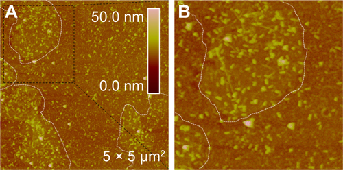 Figure S2 (A) AFM image of the surface of DOX_rGO–COOH/Au NRs multilayer. (B) The photo of DOX_rGO–COOH/Au NRs multilayer on nonwoven fabric.Abbreviations: AFM, atomic force microscopy; Au NRs, gold nanorods; DOX, doxorubicin; rGO–COOH, carboxylated-reduced graphene oxide.