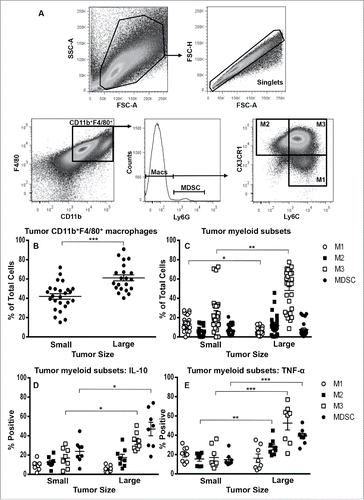 Figure 4. M3 macrophages dominate the mesothelioma tumor microenvironment. Small or large tumors were stained for macrophage subsets and MDSCs to identify M1 cells, M2 cells and M3 macrophages (CD11b+F4/80+Ly6ChiCX3CR1hi) and MDSCs. The gating strategy (Fig. 4A) demonstrates gating on CD11bhiF4/80hi macrophages as there were no F4/80low macrophages or F4/80loCD11b+Ly6G+MDSCs. Data from small tumor-bearing mice (n = 25) and large tumor-bearing mice (n = 21) for CD11b+F4/80+ macrophages (Fig. 4B), macrophage subsets (Fig. 4C) and tumor-associated macrophage subset IL-10 (Fig. 4D, n = 8/group) and TNF-α (Fig. 4E, n = 8/group). Data is shown with each point representing an individual mouse, line shows the mean ± SEM. *p < 0.05, **p < 0.01, ***p < 0.001.