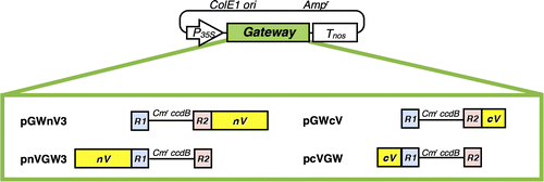 Fig. 2. Schematic illustration of four plant Gateway-compatible BiFC vectors for transient expression.Notes: Ampr, ampicillin resistance marker used for selection in bacteria; ccdB, negative selection marker used in bacteria; Cmr, chloramphenicol resistance marker used for selection in bacteria; ColE1 ori, ColE1 replication origin; cV, C-terminal region (211–239) of Venus; nV, N-terminal region (1–210) of Venus; P35S, 35S promoter; R1, attR1; R2, attR2; Tnos, nopaline synthase terminator.