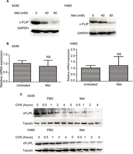Figure 2 Metformin downregulated the expression of c-FLIPL in NSCLC.Notes: (A) A549 and H460 cells were treated with metformin (80 mM) for 16 hours. Then, indicated proteins were detected by Western blot, and GAPDH or tubulin was detected as an input control. (B) Lung cancer cells were treated with metformin for 8 hours. Then, total RNA were extracted, and the mRNA level of c-FLIPL was examined by qRT-PCR, β-actin was detected as an input control. (C) A549 and H460 cells were pretreated with metformin (80 mM) or PBS for 4 hours, and then treated with CHX (200 µg/mL) for indicated times. Then, indicated proteins were detected by Western blot and tubulin was detected as an input control. N=3.Abbreviations: c-FLIPL, cellular FLICE-inhibitory protein large; FLICE, FADD-like IL-1β-converting enzyme; NSCLC, non-small cell lung cancer.
