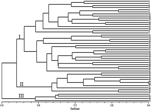 Figure 2. Cluster analysis of 48 safflower genotypes based on genetic similarity obtained by SCoT markers.