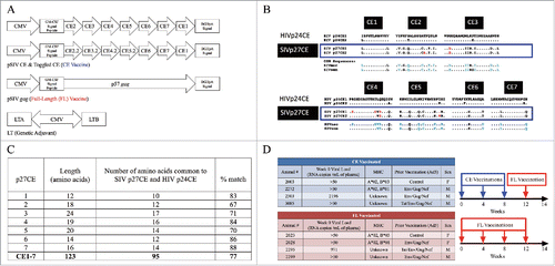 Figure 1. DNA vaccines and vaccine study design. (A) DNA vaccines. The CE DNA vaccine consists of two plasmids encoding seven different conserved sequences connected by optimized linker sequences. CE2, CE3, CE4, and CE5 differ by toggled amino acids analogous to the an HIV p24CE vaccine previously described (see Methods). The FL DNA vaccine expresses the p57 gag coding sequence from p57Gag from SIV17E-Fr. A genetic adjuvant plasmid expressing the heat-labile E. coli enterotoxin (LT) was co-delivered with both DNA vaccines (CE and FL) at each dose. (B) Comparison of p27Gag CE in HIV and SIV strains, adapted from Hu et al.Citation32 SIV p27Gag sequences from SIVmac (macaque origin) and SIVsmm (sooty mangabey), were compared to reported HIV Gag p24 CE sequences.Citation29 The SIV p27CE1 and p27CE2 toggled amino acids are indicated in red. Blue amino acids indicate SIV sequences that are dissimilar from HIV sequences. (C) The number of CE amino acids (AA) that are common in both SIV and the HIV-1 M group (see panel B), including toggle AA, for each CE is shown along with percent match between the HIV-1 p24CE and the SIV homologues. (D) Study Design. Macaques were stratified into either the CE (conserved elements) or FL (full length) DNA vaccine groups based on plasma viral load, MHC class I genotype, prior vaccination, and sex. The CE + LT DNA vaccinated animals (blue) received three doses of the CE + LT DNA vaccine administered into the epidermis of the skin by PMED at weeks 0, 4, and 8 followed by a single boost of the FL + LT DNA vaccine at week 12. The FL DNA vaccinated animals (red) received four doses of the FL SIV Gag DNA vaccine at weeks 0, 4, 8 and 12.