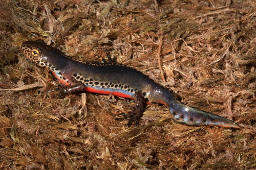Figure 1. Male Italian alpine newt Ichthyosaura alpestris apuana, the subspecies introduced to New Zealand. Photograph: MPI photo taken by AH Whitaker.