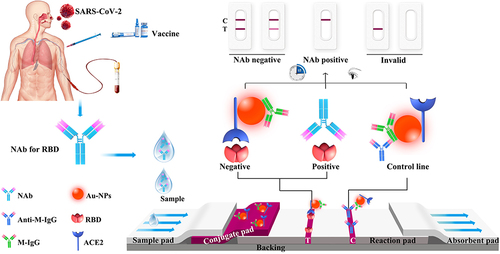 Figure 1 Diagram and components of the SARS-CoV-2 neutralizing antibody immunoassay test strip and visual assessment guidelines for interpreting the test strip results.