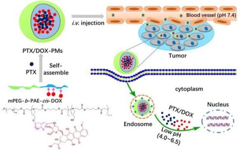 Figure 1 Self-assembly of pH-responsive polyprodrug micelles for co-delivery of PTX and DOX with pH-triggered drug release profiles.Abbreviations: DOX, doxorubicin; PTX, paclitaxel; mPEG-b-PAE-cis-DOX, diblock copolymer poly(ethylene glycol)methyl ether-b-poly(β-amino esters) conjugated with DOX via acid-labile cis-aconityl moiety; PTX/DOX-PMs, paclitaxel and doxorubicin-loaded polymeric micelles; i.v. injection; intravenous injection; PTX/DOX, paclitaxel and doxorubicin molecules.