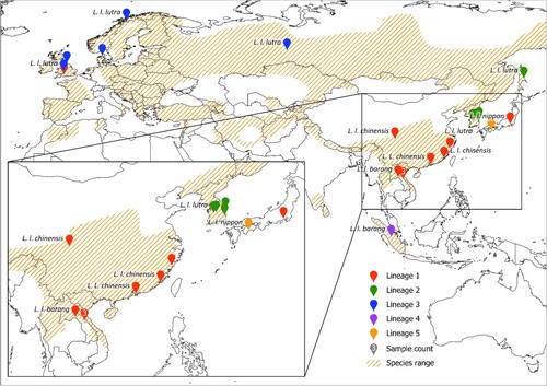 Figure 2. Map of sample locations, sample counts, subspecies classifications and whole mitochondrial genome lineages. Exact sample locations are represented by a pin, and where this was not available, the centroid of a region is also represented by a pin (details of exact and centroid locations in SM1). The number of samples from a location is given in white within the pin if it is more than 1. The subspecies classifications of each sample are given in black text beside the pin, with adjacent, duplicate subspecies labels removed. The full species range is highlighted in orange hash from (Roos et al. Citation2015). Of the 27 Eurasian otter samples included in this study, the locations of 22 are plotted, 1 is unknown, and the only location information given for 2 was ‘Korea’ and for 2 was ‘China’, therefore these are not included in this map.