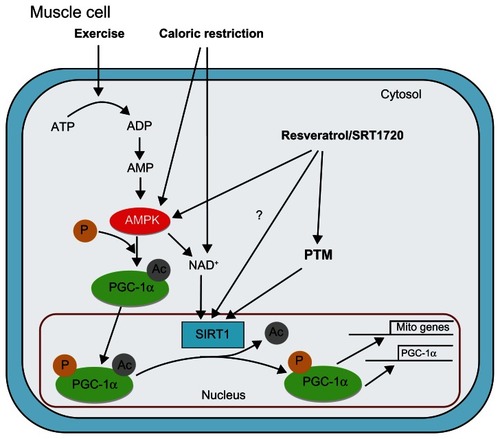 Figure 1 Model of pathways leading to activation of the silent mating type information regulation 2 homolog 1 (SIRT1)/peroxisome proliferator-activated receptor γ coactivator-1α (PGC-1α) axis in skeletal muscle: SIRT1 deacetylase activity is directly influenced through posttranslational modification and indirectly through exercise, caloric restriction, and pharmaceutical activation.
