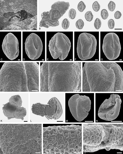 Figure 5. Electrapis sp. from Messel and associated pollen grains. A. Female (worker caste) FIS MeI 10890. B, K‒L. LM micrographs. C‒J, M‒Q. SEM micrographs. B. Clump with Castanopsis/Lithocarpus sp. pollen grains (left), grains in equatorial view (right). C‒G. Castanopsis/Lithocarpus sp. grains in equatorial view H‒J. Castanopsis/Lithocarpus sp., details of tectum surface. K. Clump with Mortoniodendron sp. pollen grains. L. Mortoniodendron sp. pollen in polar view. M, N. Mortoniodendron sp., same grain rotated. O‒Q. Mortoniodendron sp., details of tectum surface. Scale bars – 1 mm (A), 10 µm (B, K‒N), 1 µm (C‒J, O‒Q).