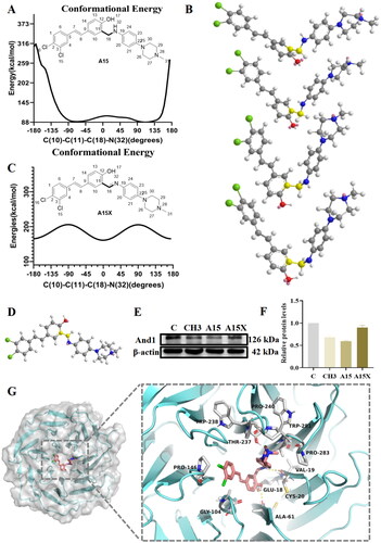 Figure 4. Molecular simulation and binding pattern analysis of A15. (A) Potential energy surface scan of compound A15 based on the MM2 force field. (B) The conformation of A15 corresponding to the dihedral angles formed by C(10)-C(11)-C(18)-C(32) at −70°, −25°, 45°, and 90°. (C) Potential energy surface scan of compound A15X. (D) The conformation of A15X at the lowest potential energy. (E) Western Blot of And1 after 10 µM treatment with A15/A15X in A549. (F) Quantification of And1 in (E) by gray-scale analysis. (G) Predicted binding modes of A15 with And1 (PDB code: 5GVA).