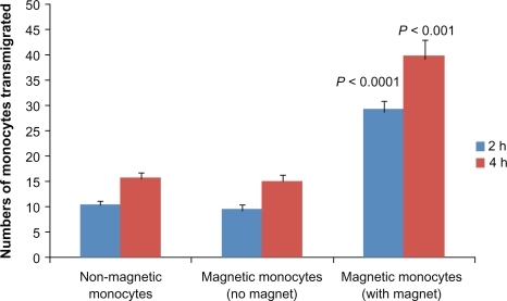 Figure 5 Transmigration of monocytes across the in vitro blood–brain barrier (BBB). Magnetic liposome loaded monocytes were added in the upper chamber of the BBB model with or without a magnet placed underneath for the duration of experiment. At 2 and 4 hours after plating, migrated monocytes were counted in the lower chamber. Results are expressed as mean ± SE of three independent experiments. Statistical significance was determined using unpaired Student’s t-test.