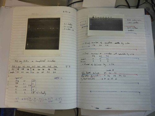 Figure 4. Lab book entry showing PCR data (amplifications of a known section of DNA often used to either identify the presence or absence of a genetic trait) and agarose gel images (the florescent rectangles visible in the images identify the presence or absence of a genetic trait), which act as proxies for the flycatcher bird that the DNA was taken from for a study at the School of Biosciences, University of Cardiff (Photograph by Esther Breithoff).