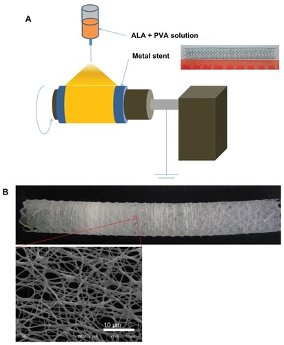 Figure 1 (A) Schematic illustration of ALA-PVA nanofiber coated onto metal stent; (B) field emission-scanning electron microscopy image.Abbreviations: ALA, 5-aminolevulinic acid; PVA, poly(vinyl alcohol).