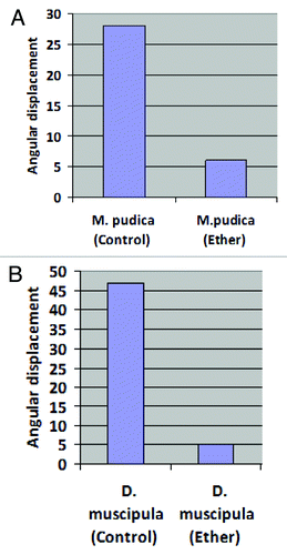 Figure 1.Dionaea muscipula (on the left) and Mimosa pudica (on the right). Normal angular displacement in D. muscipula (Δθ) given by equation: [(θ1 - 90°) + (90° - θ2) before stimulation] - [(θ1 - 90°) + (90° - θ2) after stimulation] = ± 47° and in Mimosa Pudica (Δθ) the result of subtracting: (θ2 – θ1 = ± 28°).The illustrations show the plants before (left) and after mechanical stimulation (right), demonstrating the angular displacement. Circle angles from 0 to 360 degrees to calculate the positions at the end.