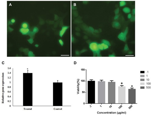 Figure 7 Gene delivery efficiency of GFP by PEG/Ca(II)/MNGs: (A) Phase contrast fluorescence microscopy image of transfected cells in the Control group. (B) Fluorescence image of transfected GFP in cells by PEG/Ca(II)/MNGs. (C) Relative GFP expression by qPCR in treated cell by PEG/Ca(II)/MNGs and lipofectamine 2000 as a standard method (Scale bar is 20 µm). (D) Viability of exposed HEK 293T cells to PEG/Ca(II)/MNGs. All experiments were performed in triplicate.