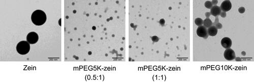Figure 3 Unstained TEM images of zein, mPEG5K-zein (0.5:1), mPEG5K-zein (1:1), and mPEG10K-zein nanoparticles. All nanoparticles were prepared using nanoprecipitation Method 2 (scale bar: 200 nm).