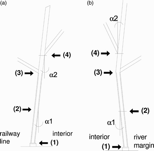 5 Representation of columns’ deformation, facing: a railway line; b river margin