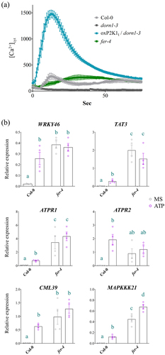 Figure 1. eATP-induced calcium influx and gene expression hallmarks are perturbed in fer-4 (a) Calcium measurements were conducted using aequorin luminescence in Arabidopsis genotypes expressing 35S:AEQ. The measurements were taken for 80 sec after treatment with ATP (100 μM). (b) eATP-responsive gene expression was measured 30 m after mock or 500 µM ATP treatment in 7 d old Col-0 or fer-4 plants. All gene expression values were normalized to PP2A. n = 4 reps (15 seedlings/rep). Statistical analysis was conducted using two-way ANOVA with Tukey post hoc test. Samples without overlapping letters indicate significant differences (p < 0.05). Error bars = SEM. All experiments were repeated thrice with consistent results.